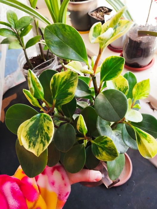 Продам/обменяю комнатные цветы