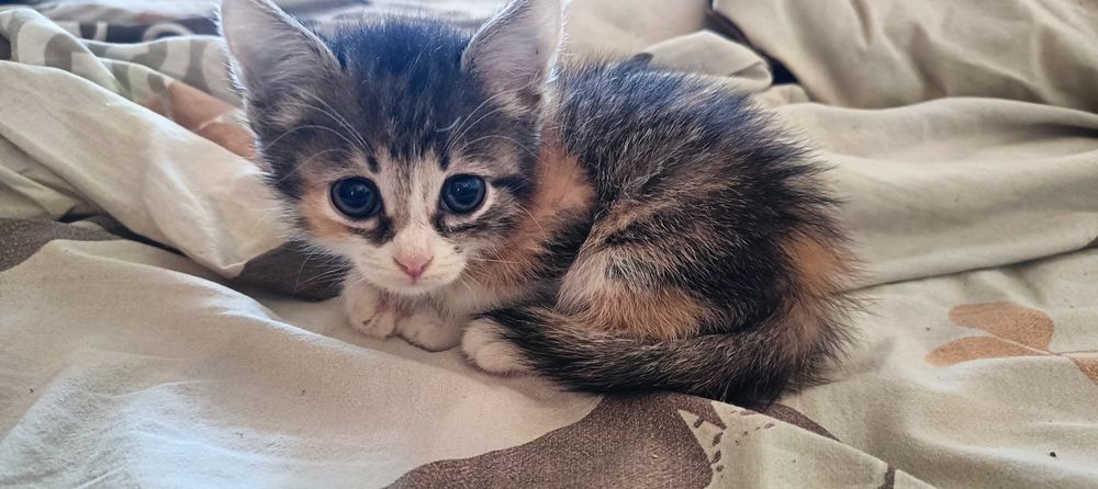 Отдам котёнка девочку