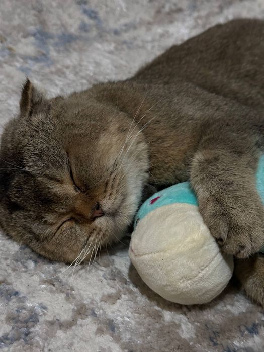 Scotsh fold mushuk vyazka