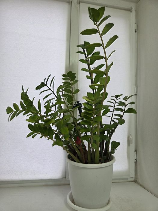 ФИКУС АЛОЕ комнатные цветы