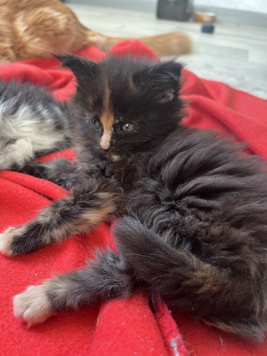 Продам Мейн Куна девочку