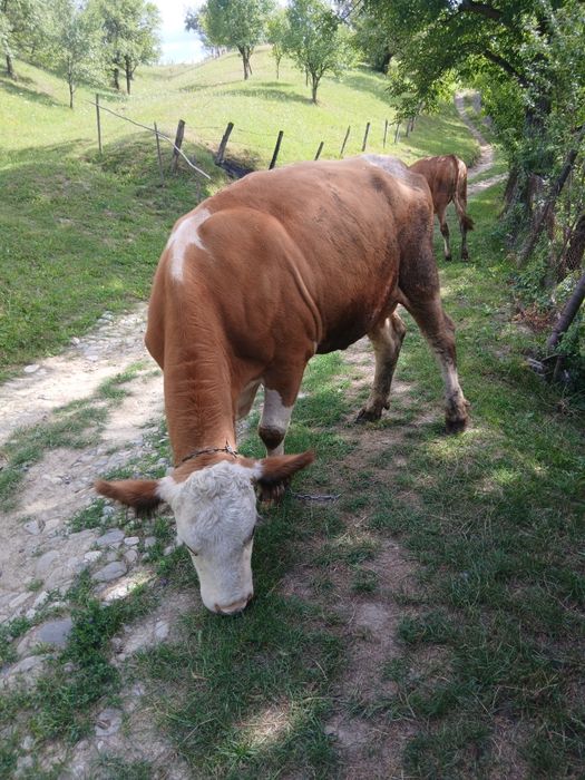 Vând vacă balțata la a doua fatare