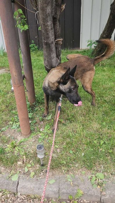 Mascul Ciobanesc Belgian Malinois cu pedigree PCI