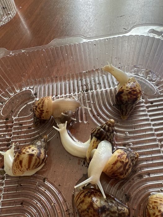 Продам улитят Ахатин