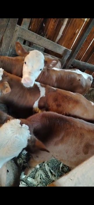 Vitei intercati 4 buc