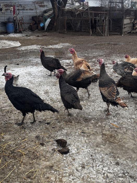 Продам Индюков