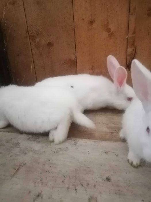 Vând iepuri i hycole pui de 6 săptămâni