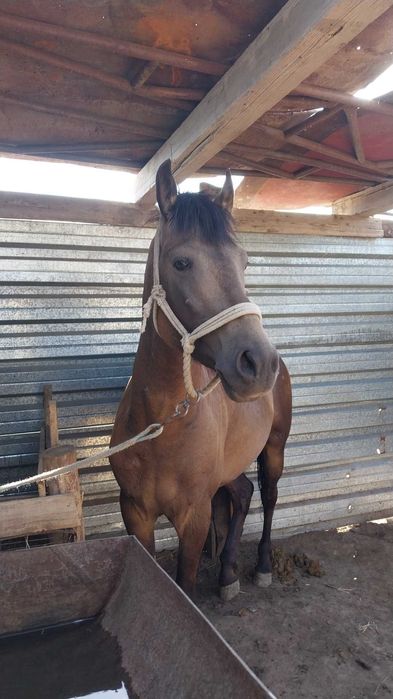 Продаю лошадь кокпарский