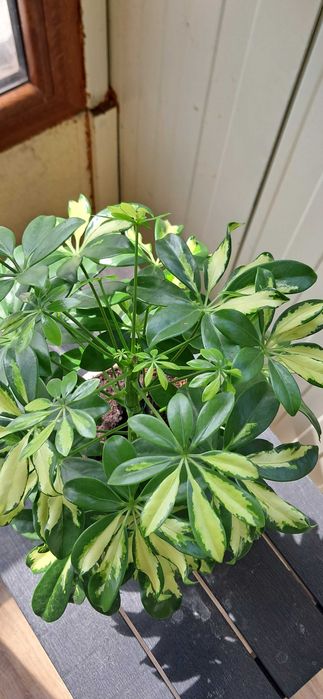 Шефлера, пъстроцветна, красива