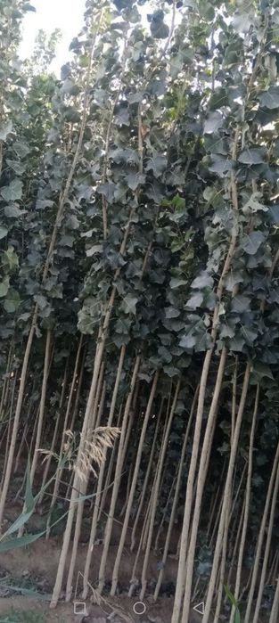 Мевали кучатлар бор