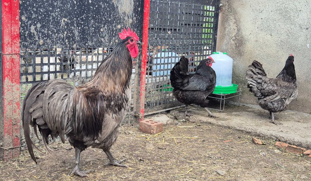 Familie Australorp 2+1 disponibilă