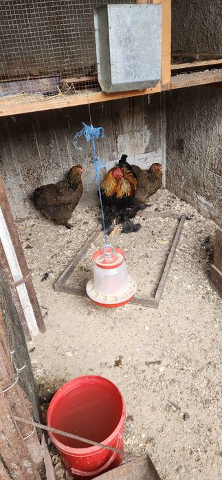 Vând oua găini brahman , potarnichiu si austrolop negru