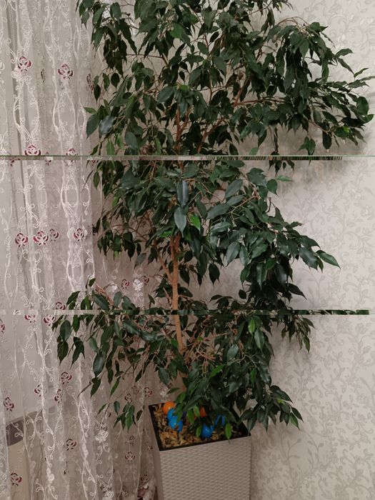 Фикус Бенджамин с кашпо. 2 метра