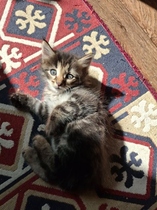 Отдам котят в добрые руки