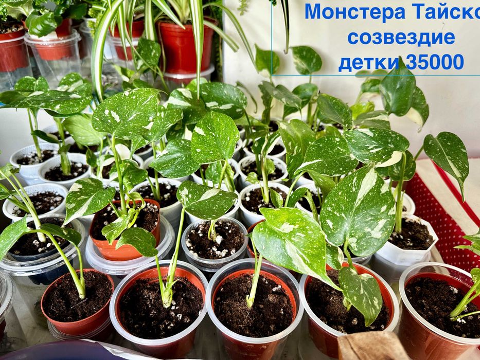 Продаются монстеры Тайское созвездие детки