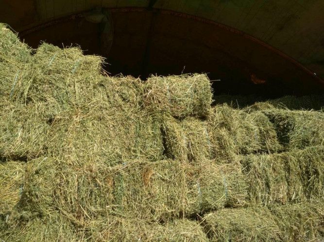 Продавам Бали люцерна 12лв. Село Генерал Тодоров