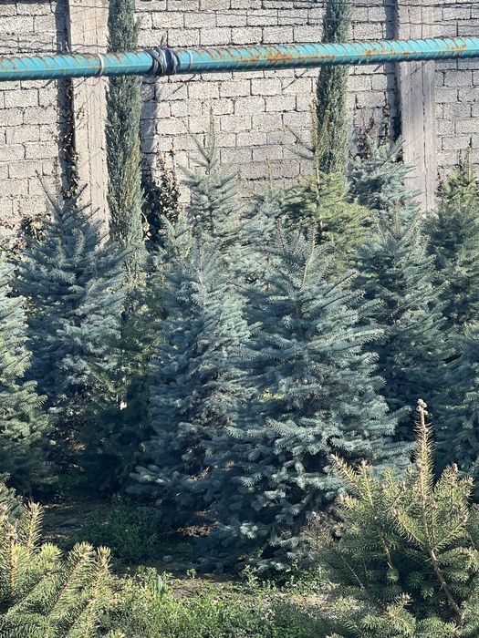 Продаётся голубой ел по оптовым ценам