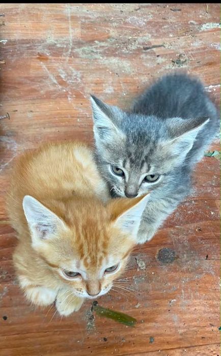 Отдам котят в добрые руки
