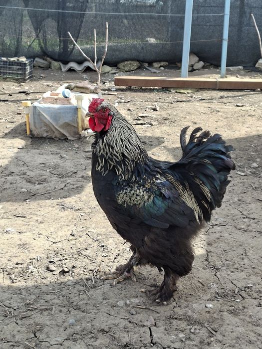 De vanzare cocosi de rasa