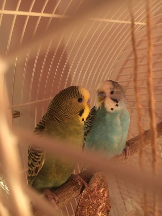 Волнистики пара взрослые голубая и зеленый девочка и мальчик