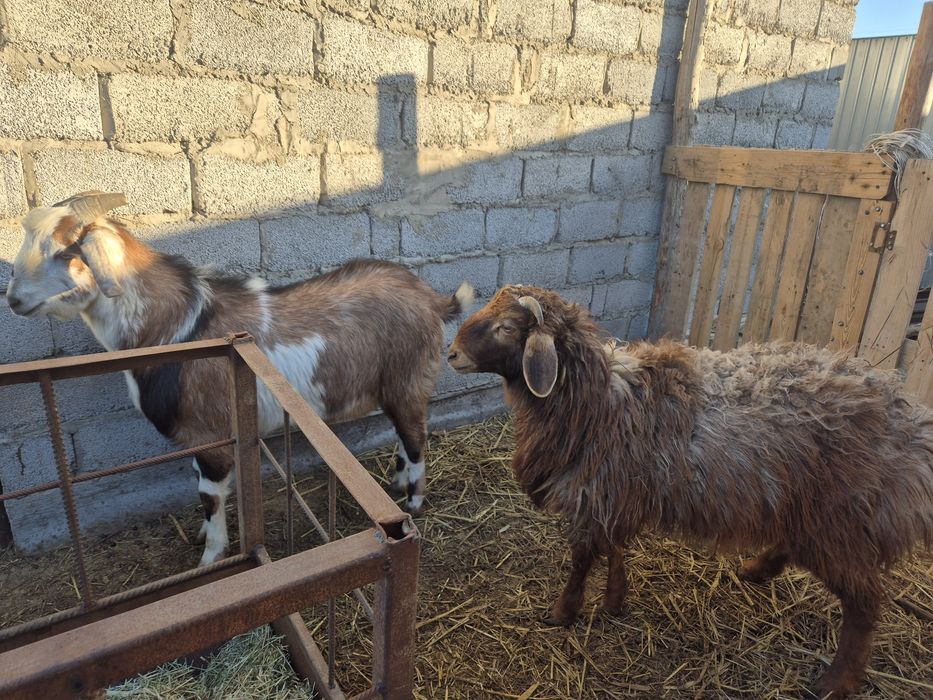 Қашыруға теке ,қошқар