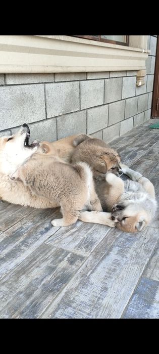 Верный друг Хатико