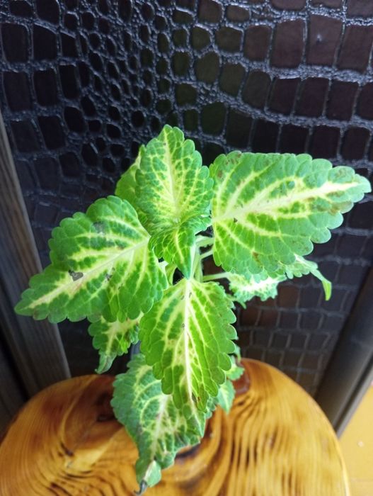 Укоренённые колеусы