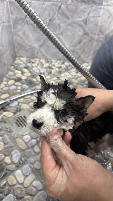 Сибирский хаски щенок