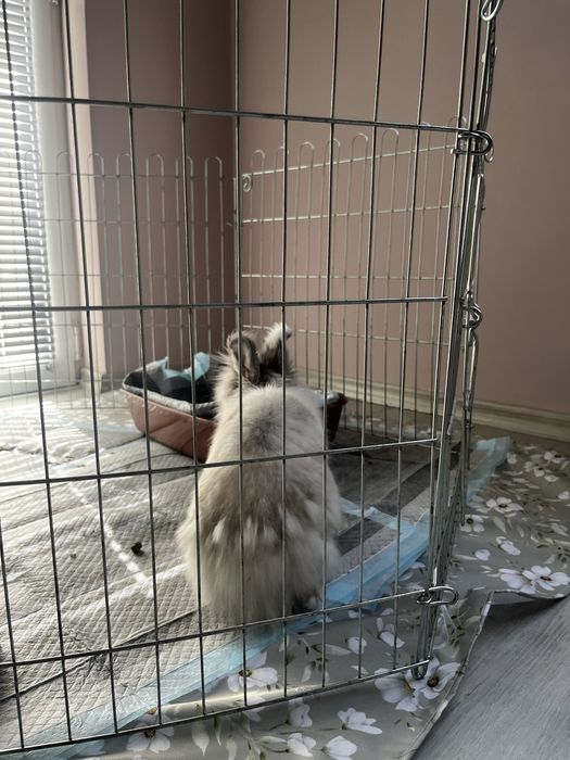 Декоративно зайче - Лъвчо