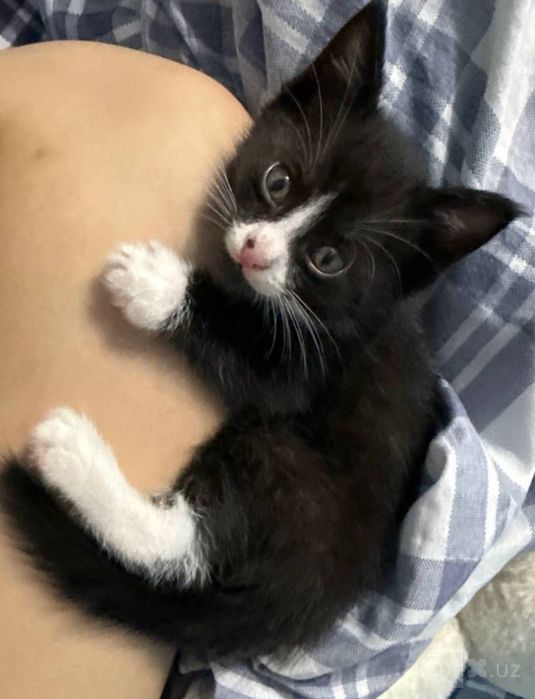 Котенок в добрые руки!