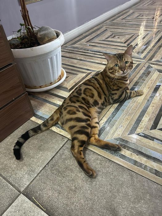 Бенгал на вязку.