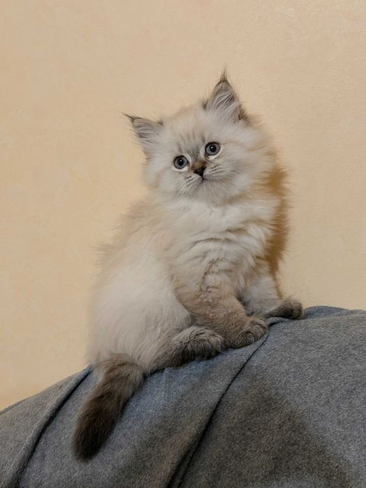 Котета Нева Маскарадна