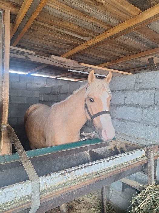 Дөнендер сатылады