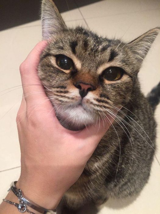 Даром шотландского кота