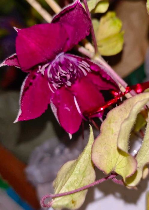 Клематисы, сейчас цветут