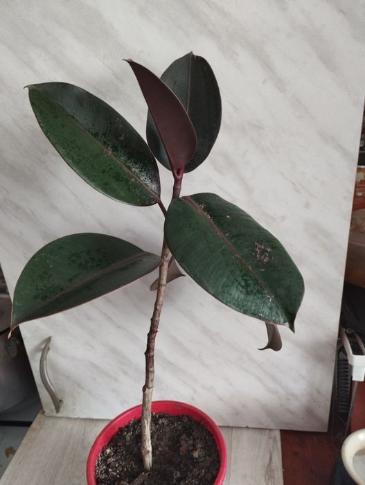 Цветы разные молодые укоренённые