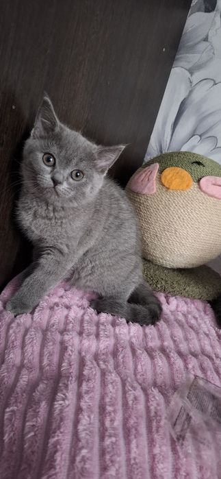 Британские котята с документами