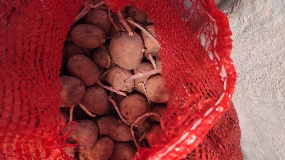 Продам картошку для посадки.