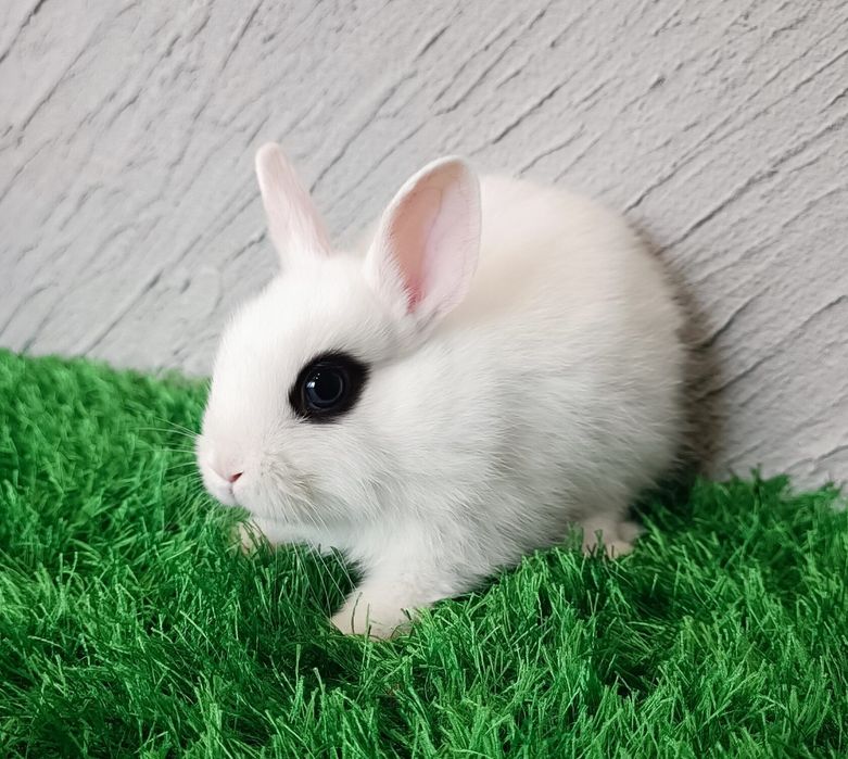 Карлик куëни табобатда фойдали