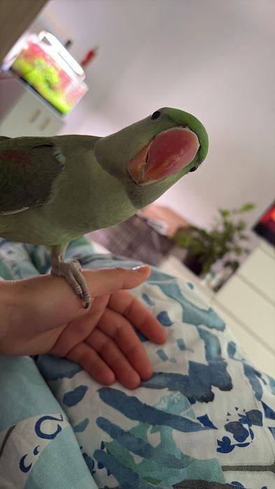 Papagal marele alexander