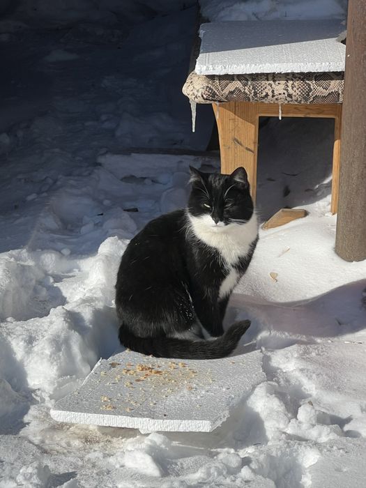 Котик в добрые руки