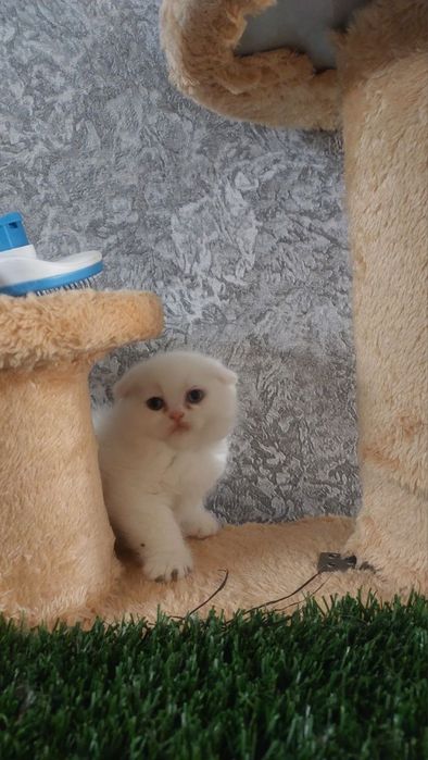 Продаются котята