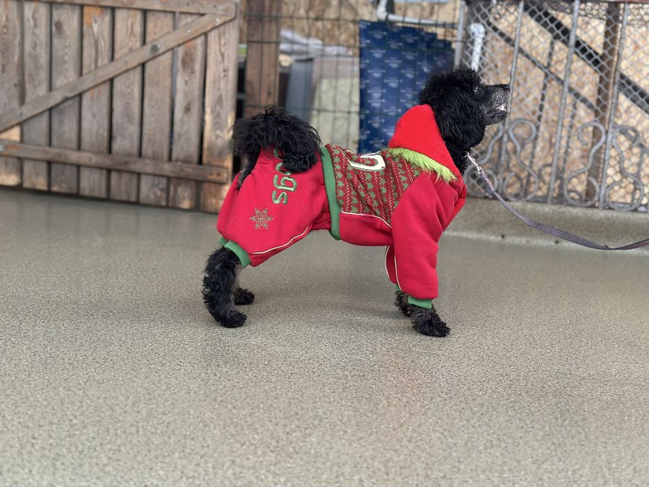 Пудель фантом, подросток