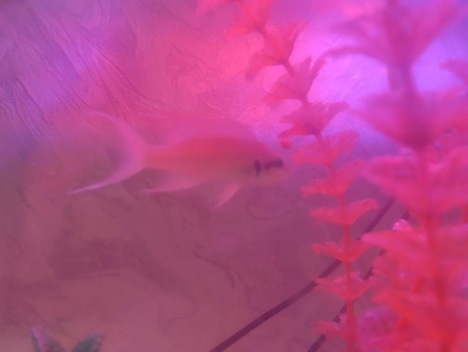 Аквариумные рыбки прицесса бурунди