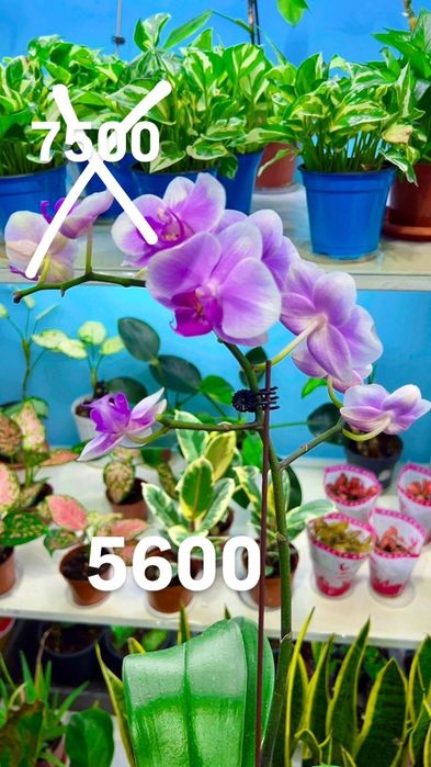 Орхидеи по 5600тенге