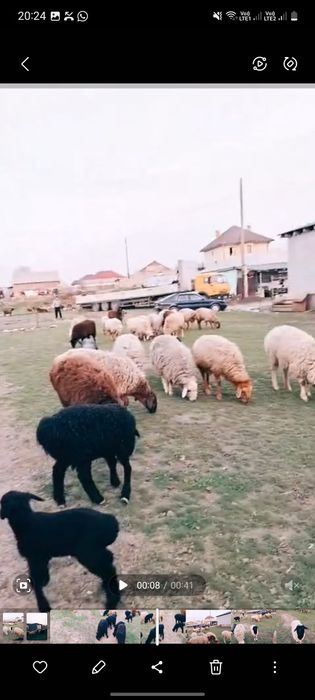 Қозылы қой сатылады