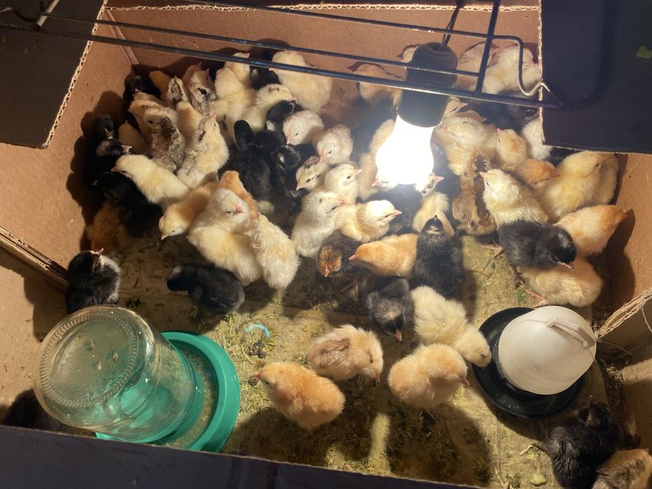 продам цепялт оптом