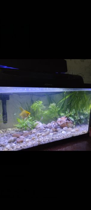 Гуппи, креветки Вишня