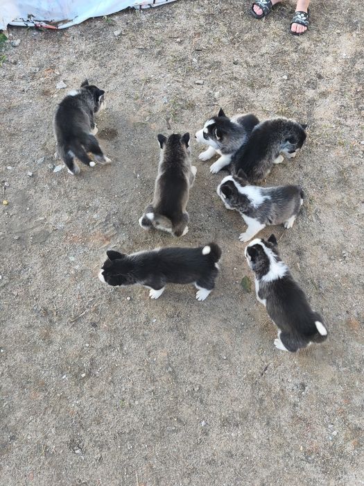 Cățeluși husky perfect sănătoși