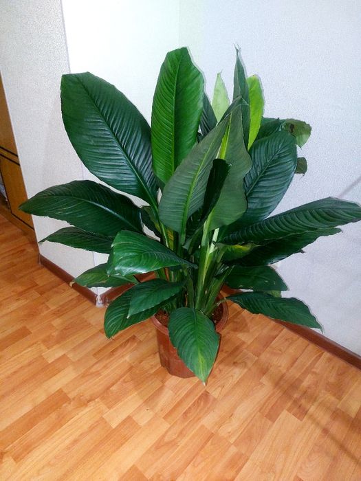 Продам срочно цветы Комнатные
